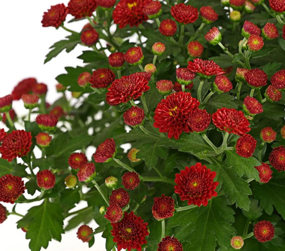 Herbst-Chrysantheme