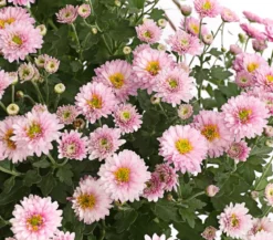 Herbst-Chrysantheme mit Gras, verschiedene Farben
