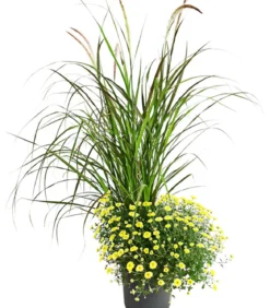 Herbst-Chrysantheme mit Gras, verschiedene Farben