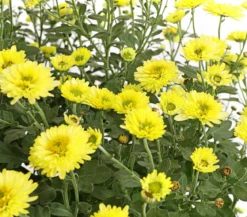 Herbst-Chrysantheme mit Gras, verschiedene Farben