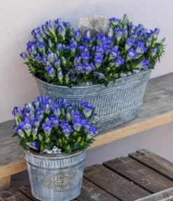 Herbstenzian