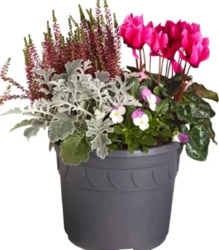 Herbst-Mix im Kübel, verschiedene Farben