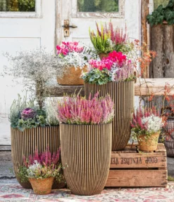 Herbst-Mix im Kübel, verschiedene Farben