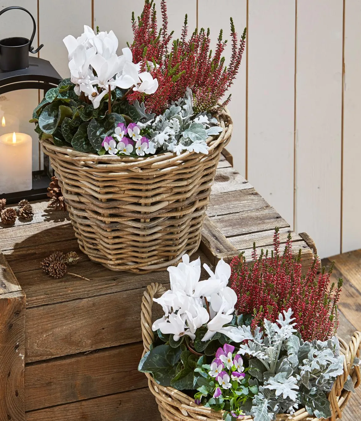 Herbst-Mix im Kübel, verschiedene Farben