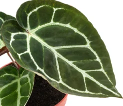 Herzblattblume - Anthurium crystallinum