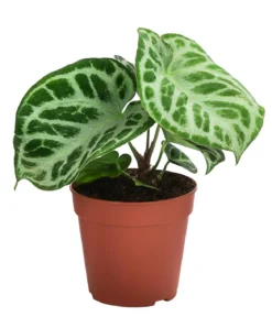 Herzblattblume - Anthurium crystallinum 'Silver Blush'