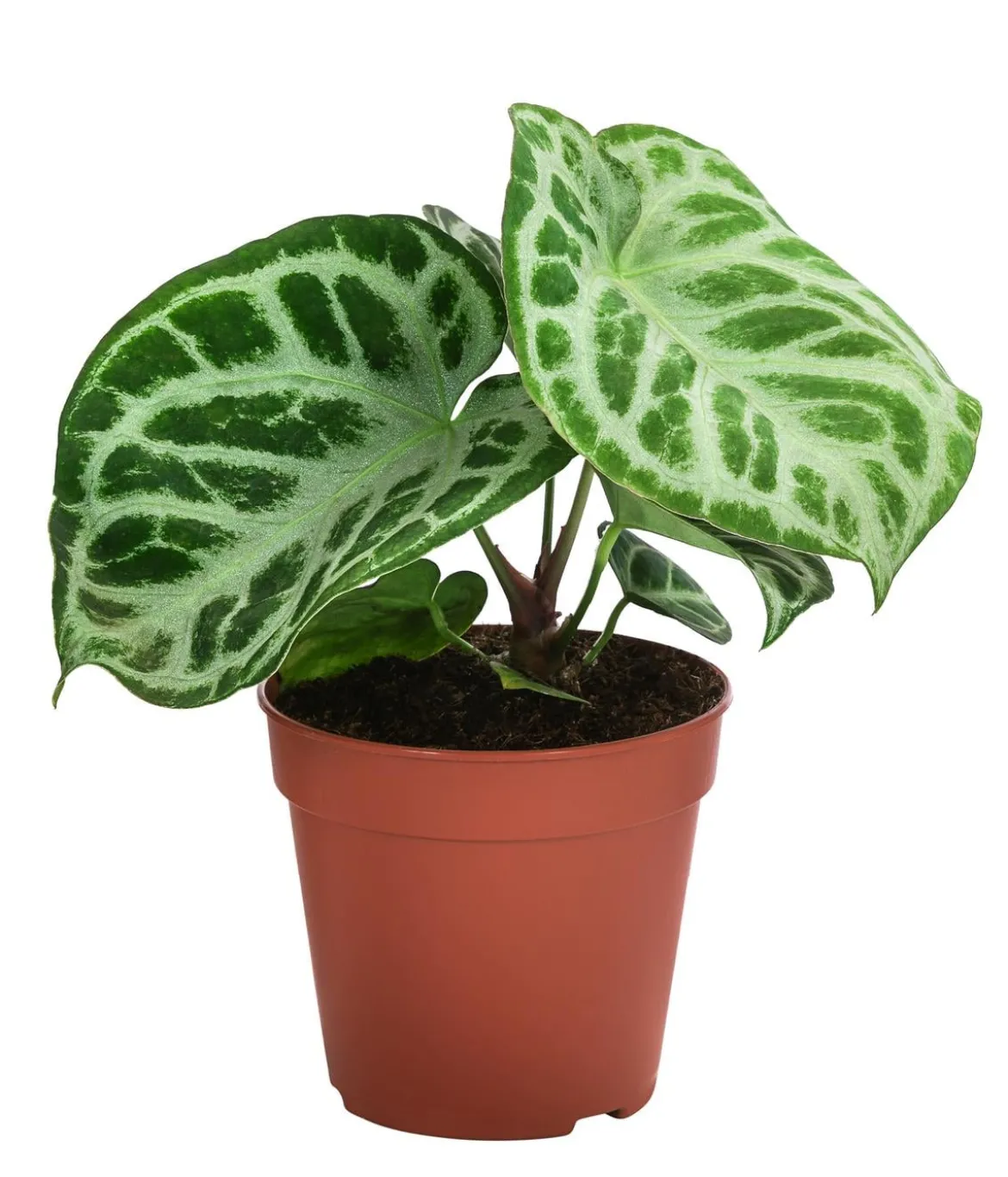 Herzblattblume - Anthurium crystallinum 'Silver Blush'