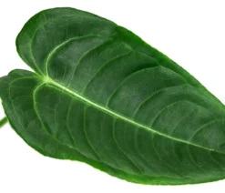 Herzblattblume - Anthurium veitchii