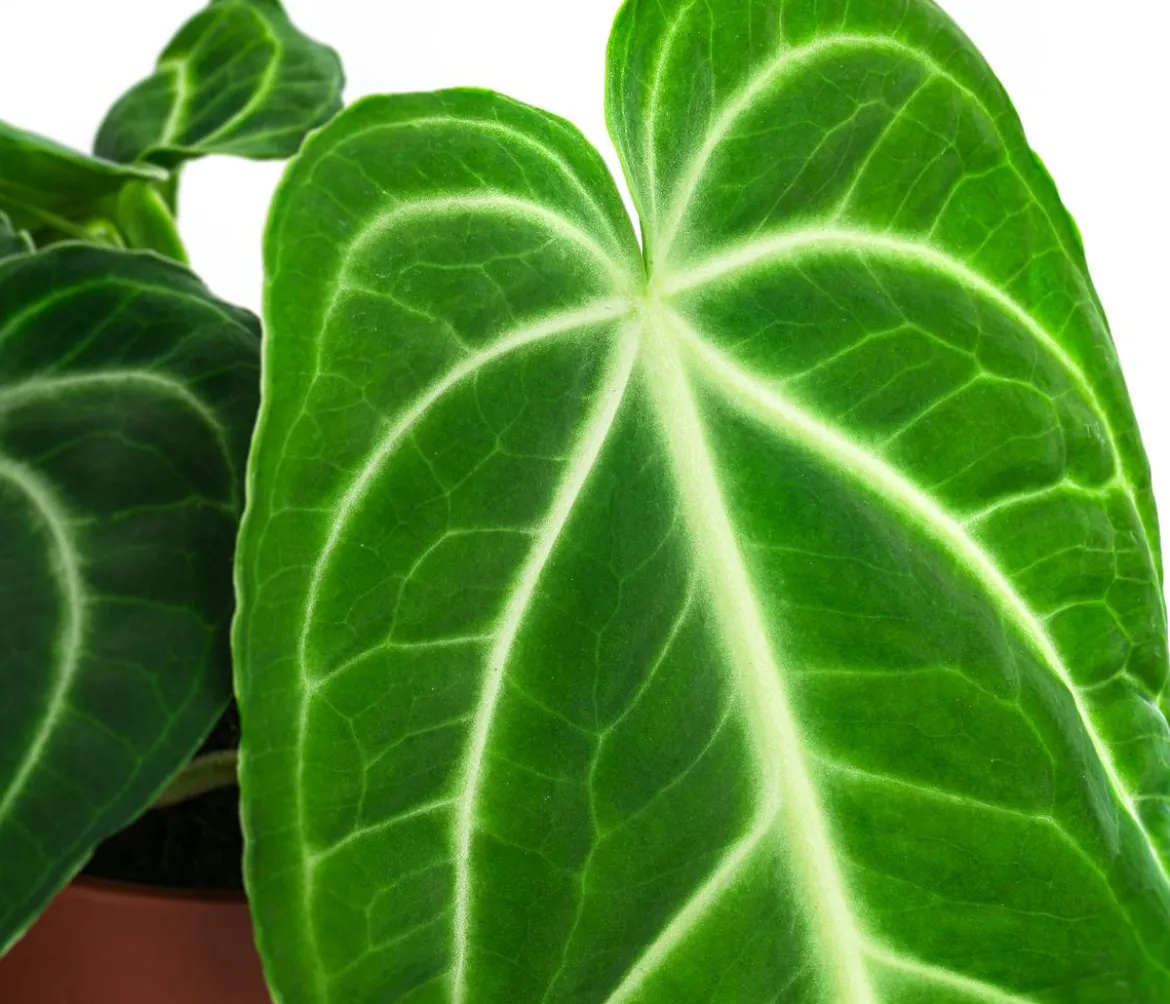 Herzblattblume - Anthurium villenaorum