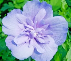 Hibiskus 'Blue Chiffon®' - Garten-Eibisch