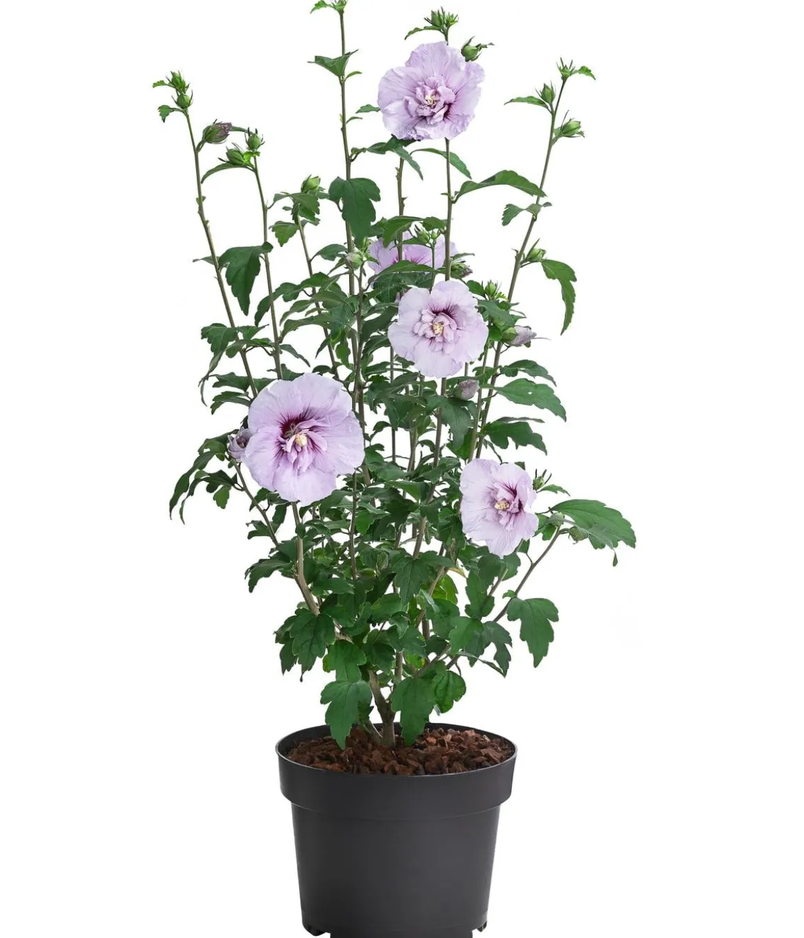Hibiskus 'Blue Chiffon®' - Garten-Eibisch