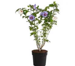 Hibiskus-Duo - Garten-Eibisch, verschiedene Farbkombinationen