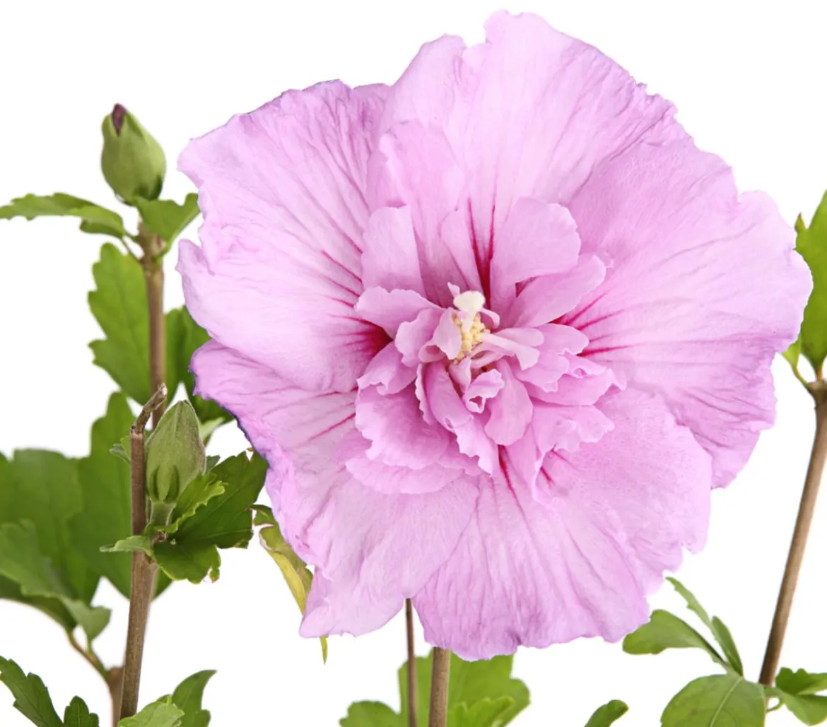Hibiskus 'Lavender Chiffon®' - Garten-Eibisch