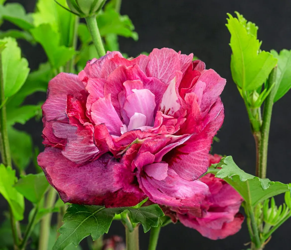 Hibiskus 'Maike' - Garten-Eibisch