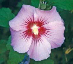 Hibiskus 'Maike' - Garten-Eibisch