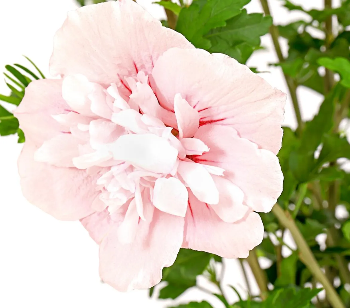 Hibiskus 'Pink Chiffon®' - Garten-Eibisch