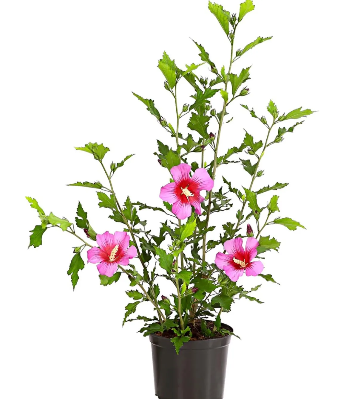 Hibiskus 'Silke' - Garten-Eibisch