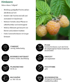Himbeer-Brombeer-Set Beerentöne, 4-teilig