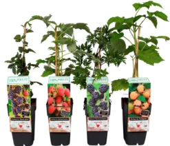 Himbeer-Brombeer-Set Beerentöne, 4-teilig