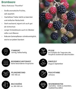 Himbeer-Brombeer-Set Gesund & Lecker, 3-teilig