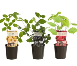 Himbeer-Brombeer-Set Gesund & Lecker, 3-teilig