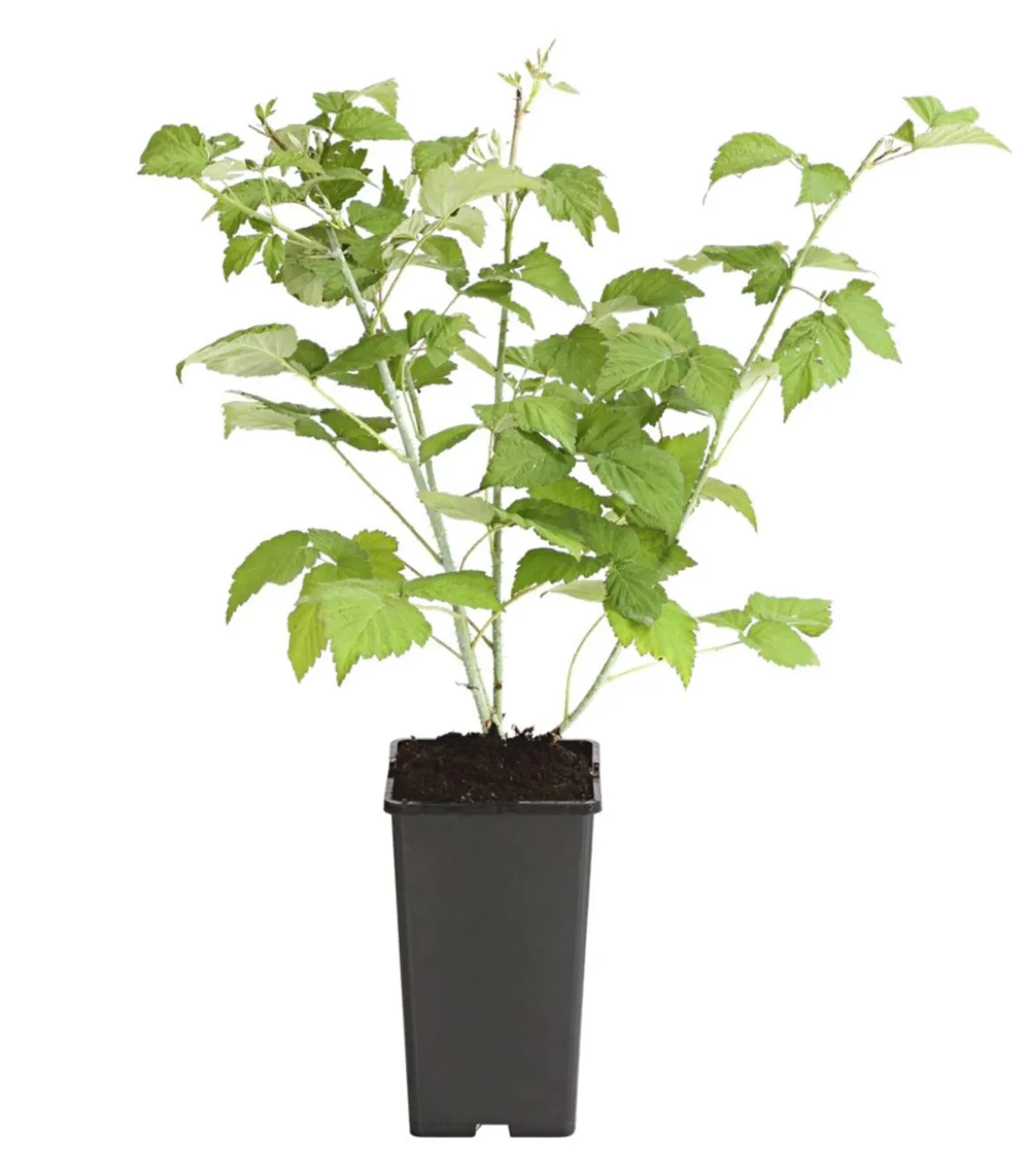 Himbeere 'Bristol'