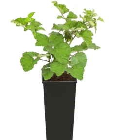 Himbeere 'Dorman Red'