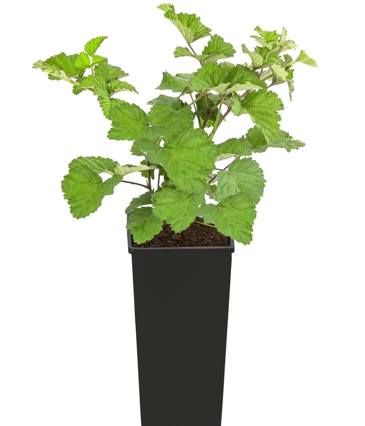 Himbeere 'Dorman Red'