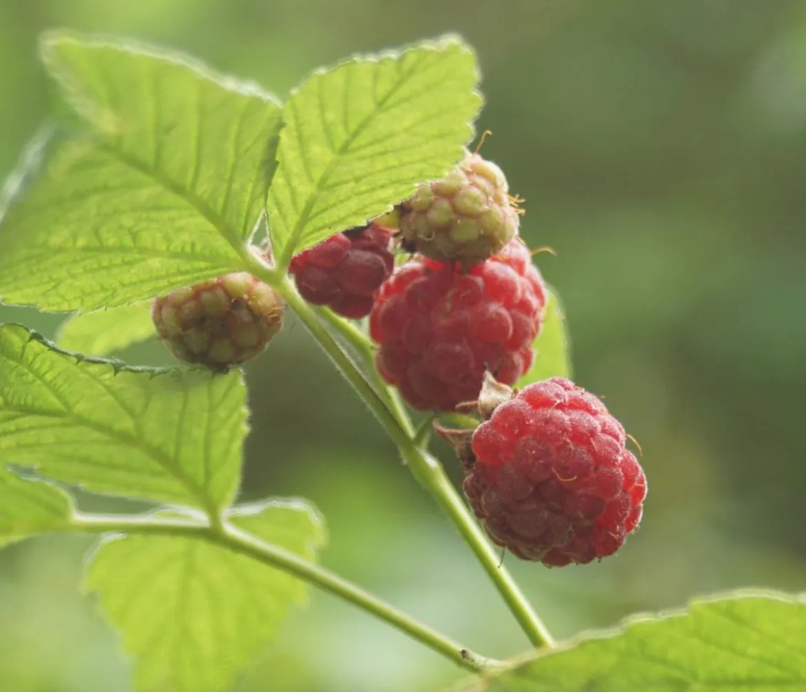 Himbeere 'Dorman Red'