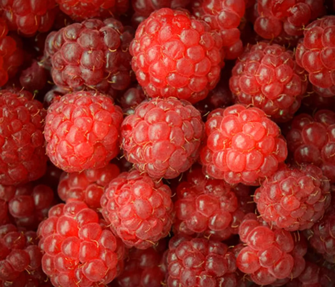 Himbeere 'Erntesegen'