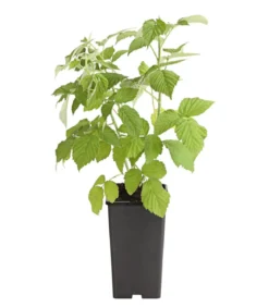 Himbeere 'Erntesegen'