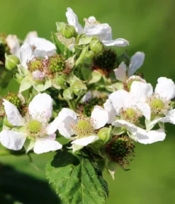 Himbeere 'Golden Everest'