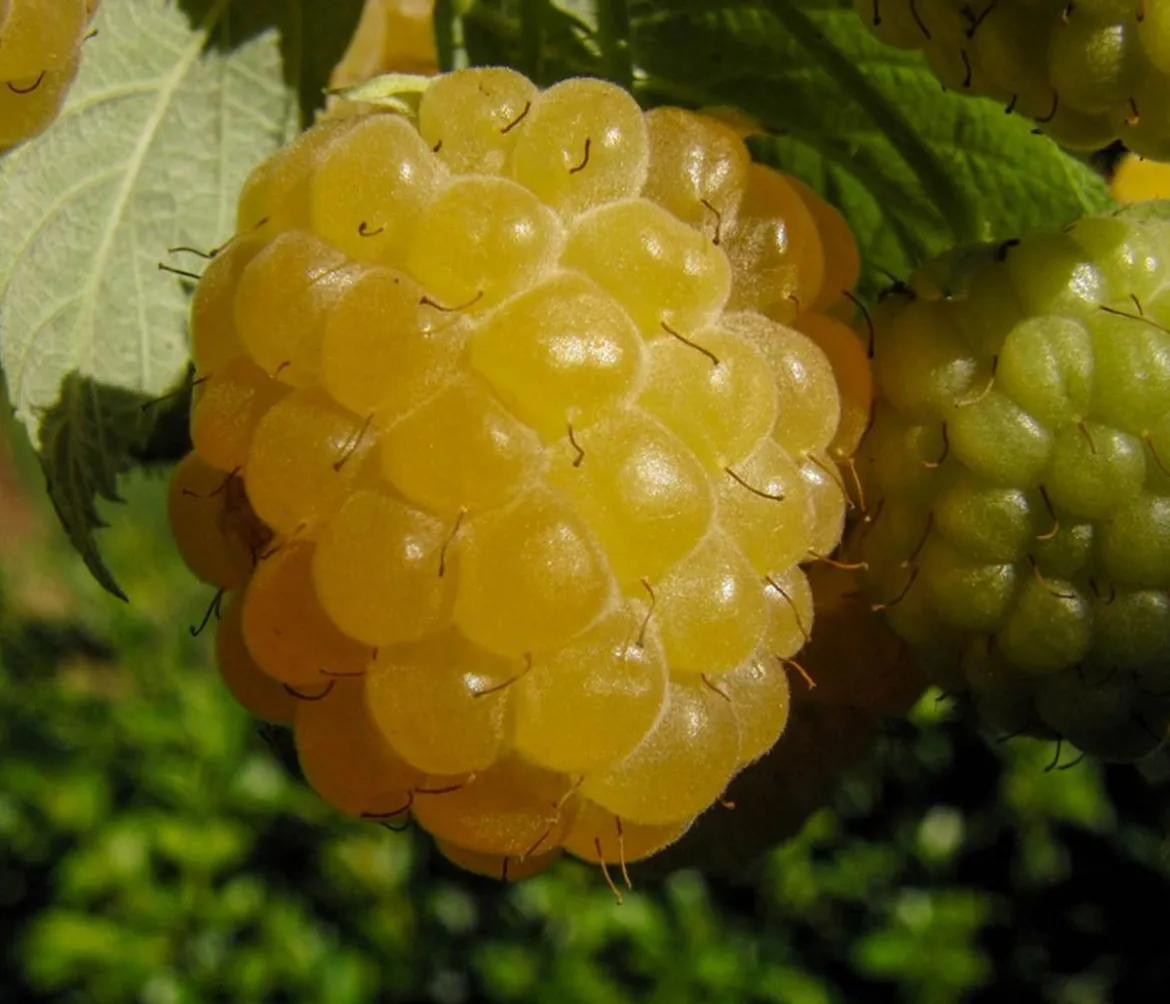 Himbeere 'Golden Everest'