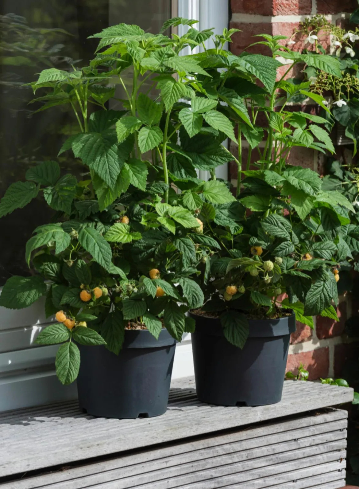 Himbeere 'Goldkind'