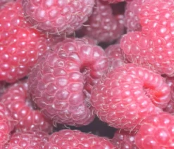 Himbeere 'Tula Magic®'
