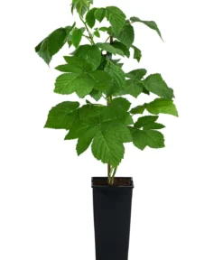 Himbeere 'Valentina'