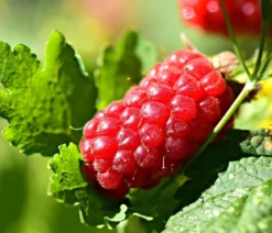 Him-Brombeere 'Tayberry'