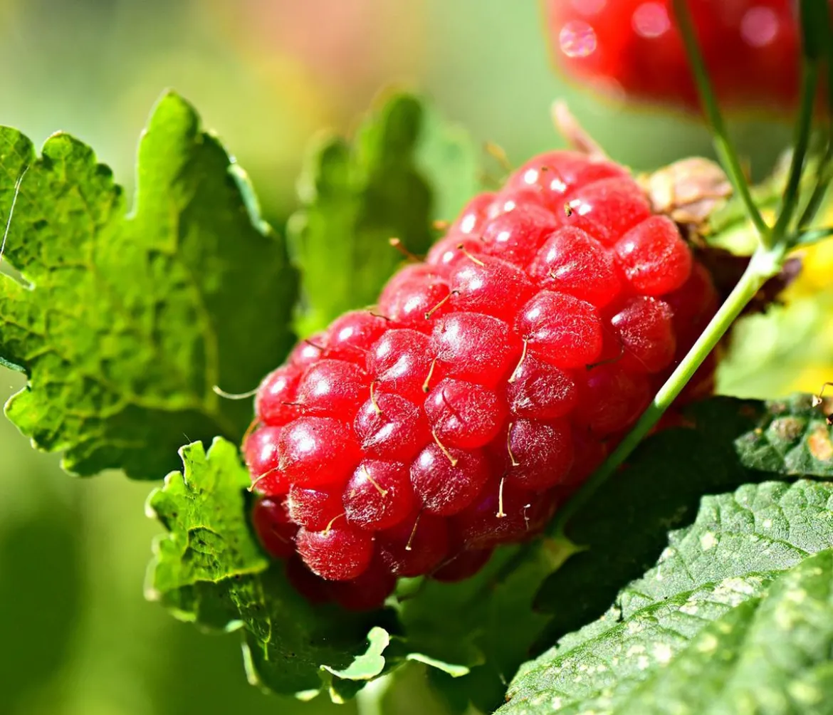Him-Brombeere 'Tayberry'