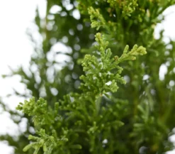 Hinoki-Scheinzypresse 'Drath'