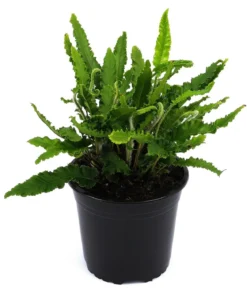 Hirschzungenfarn 'Angustifolia'