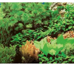 Hobby® Aquarium Rückwand Pflanzen 8/Marine Blue