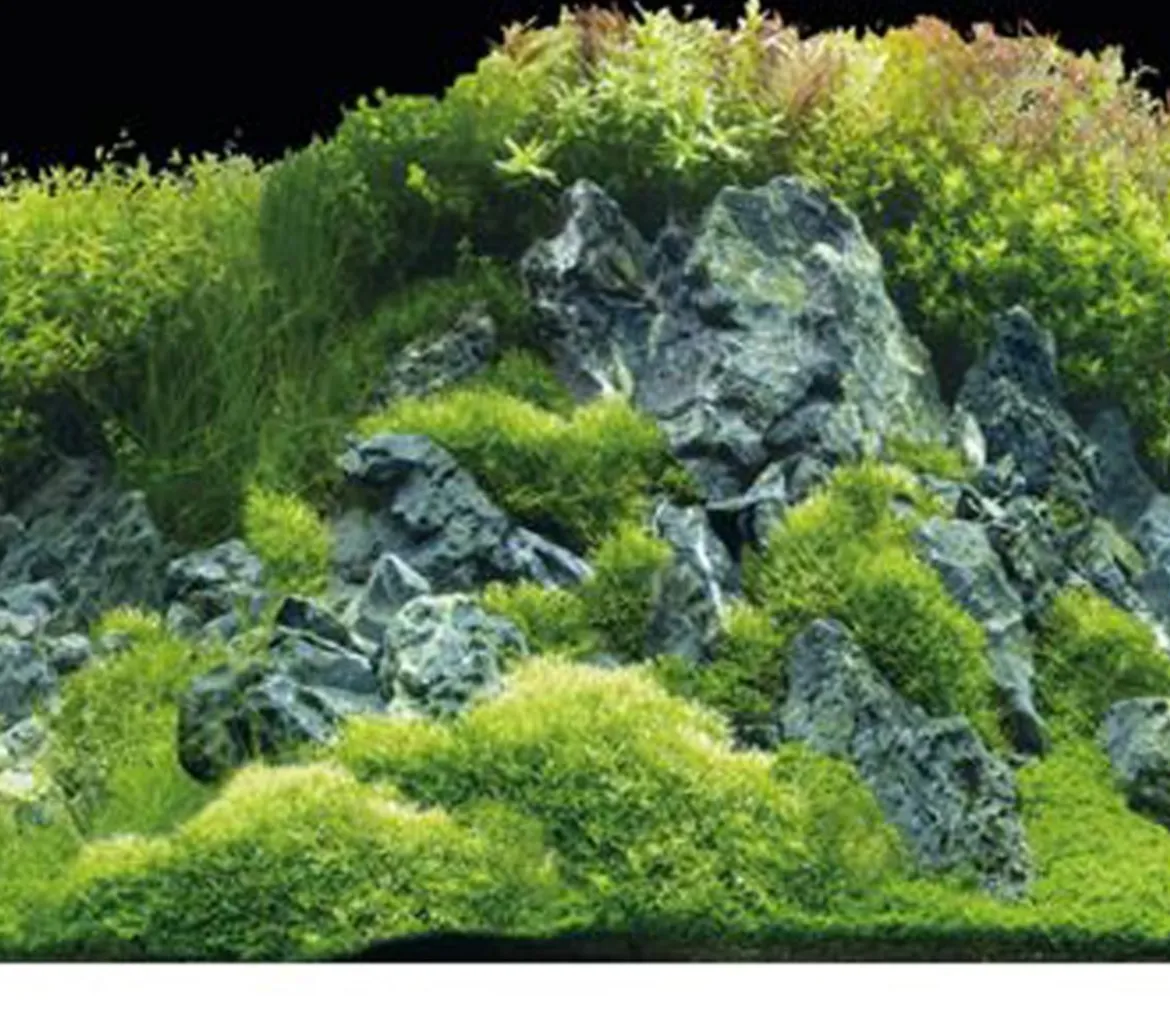 Hobby® Aquarium Rückwand Planted River/Green Rocks