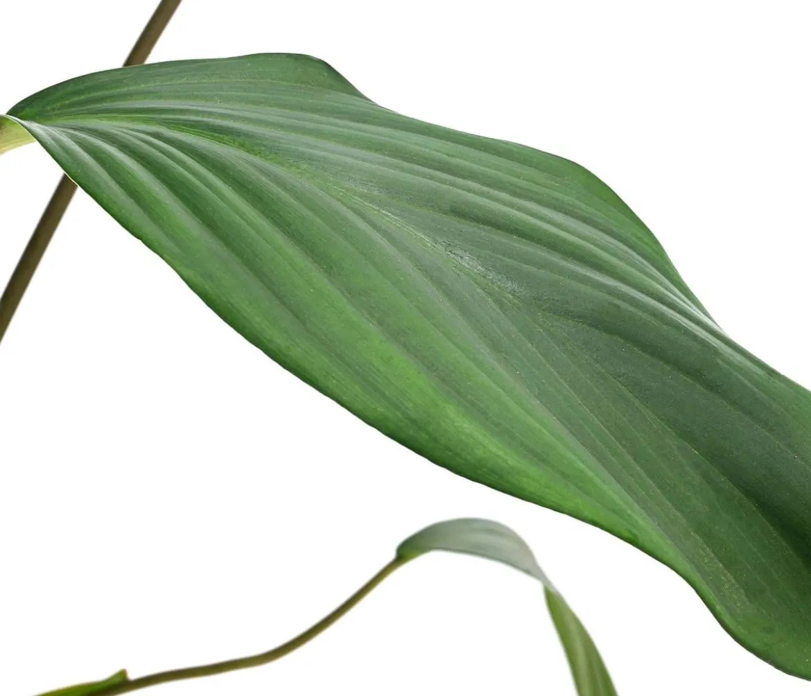 Homalomena - Homalomena rubescens