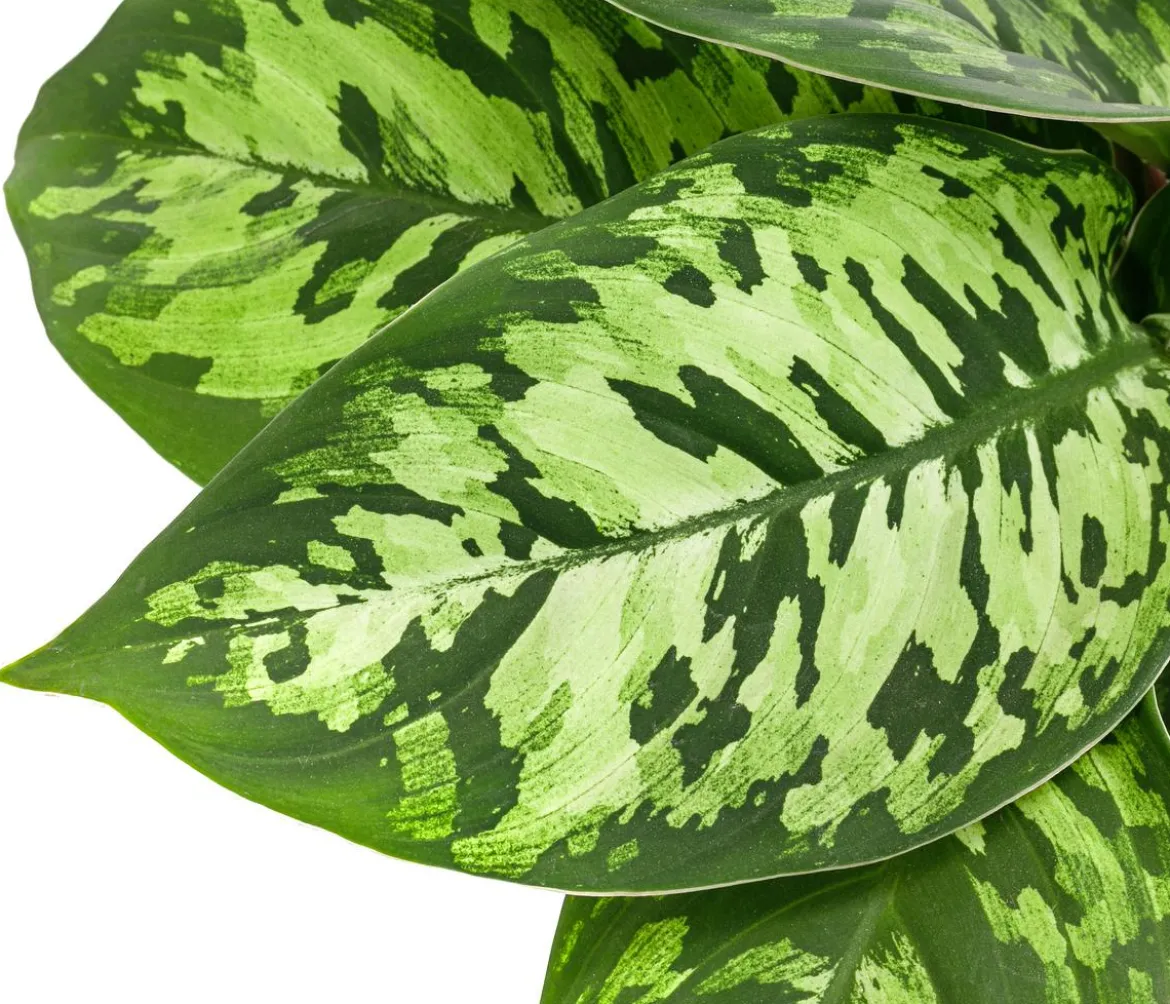 Homalomena - Homalomena wallisii 'Camouflage'