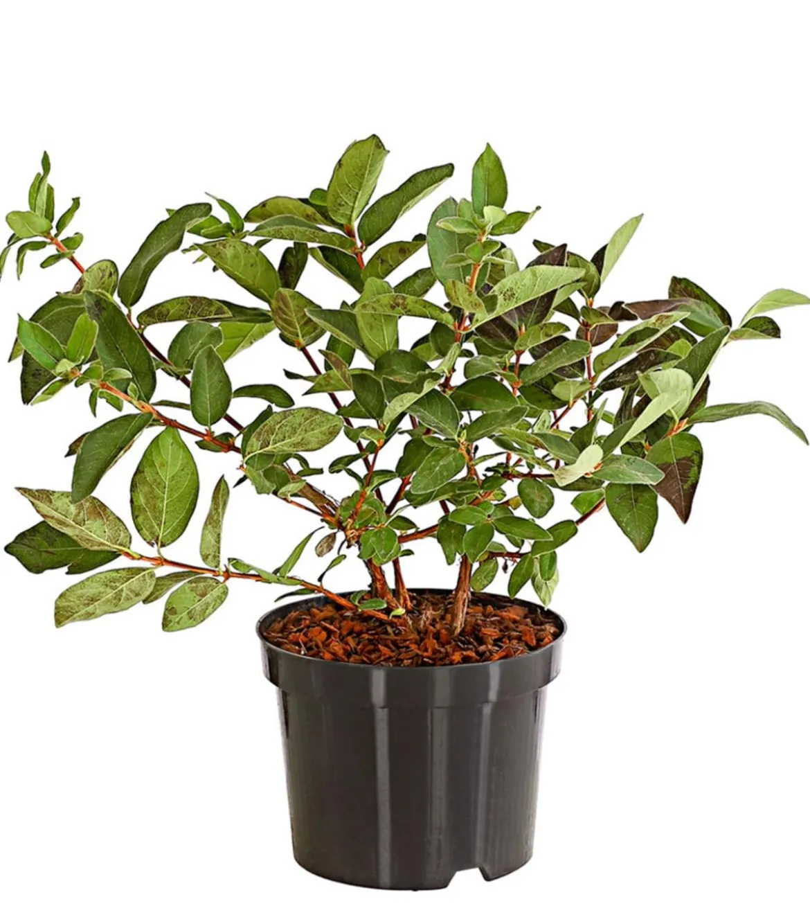 Honigbeere 'Russlana'