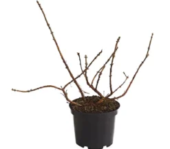 Honigbeere 'Russlana'