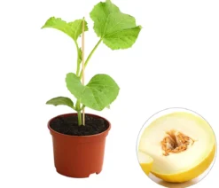 Honigmelone