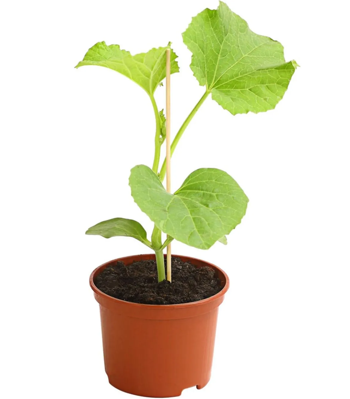 Honigmelone