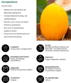 Honigmelone