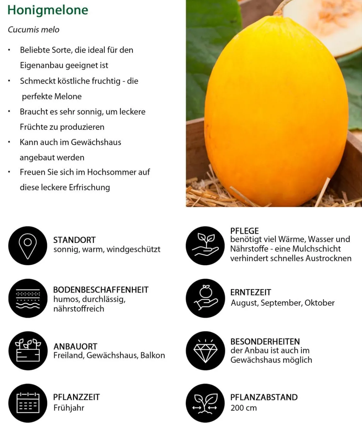 Honigmelone